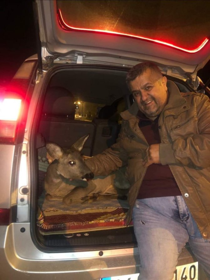 Yaralı Ceylanın Hayatını Kurtardı