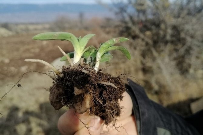 Tozunun Kilosu Bin 500 Liraya Alıcı Buluyor, Gerede’de Ekimine Başlandı