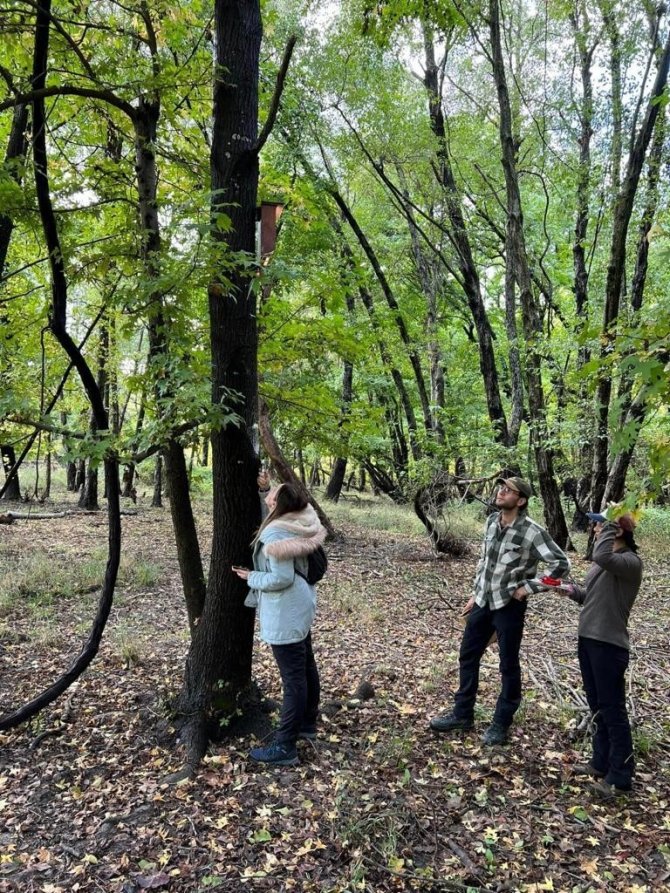 Zararlı Böceklere Karşı Kullanılacak Yarasalar İle İlgili Çalışmalar Sürüyor