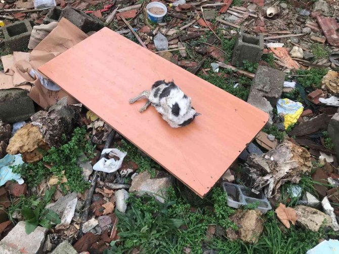 Edirne’de Boş Arsada Telef Olan Kediler Bulundu