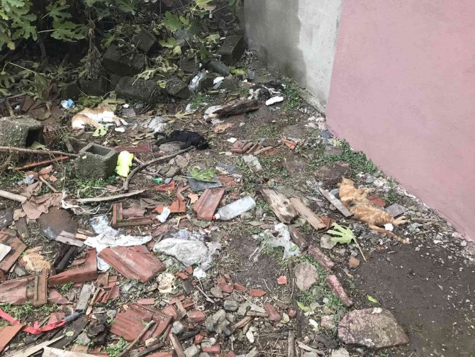 Edirne’de Boş Arsada Telef Olan Kediler Bulundu