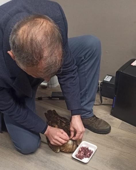 Elazığ’da Yaralı Kızıl Şahin Koruma Altına Alındı