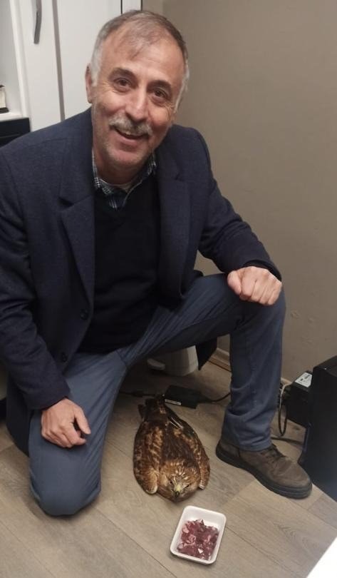 Elazığ’da Yaralı Kızıl Şahin Koruma Altına Alındı