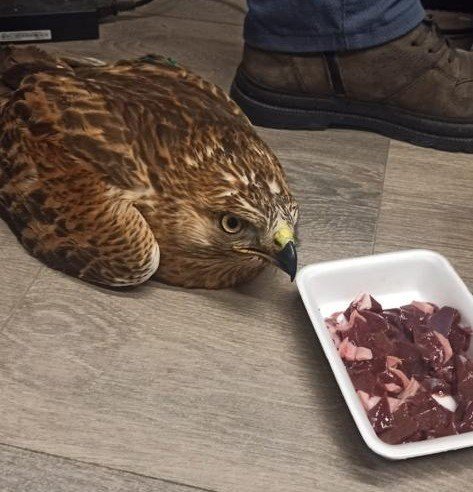 Elazığ’da Yaralı Kızıl Şahin Koruma Altına Alındı