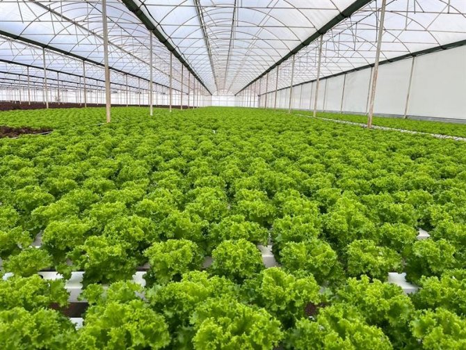 "İ̇yi Tarım Has Ürün" Projesi Teknik Gezisi Gerçekleştirildi