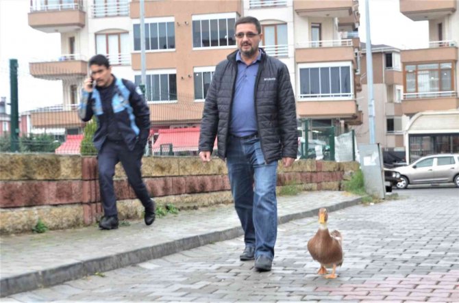 Ördeğiyle Gezen Adam: Sokakta, Parkta Bir An Olsun Sahibinin Peşini Bırakmıyor