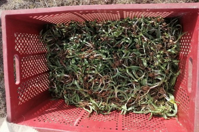 Tozunun Kilosu Bin 500 Liraya Alıcı Buluyor, Gerede’de Ekimine Başlandı