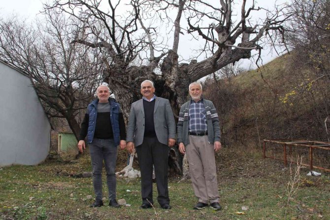 Asırlık Ceviz Ağaçları Zamana Meydan Okuyor