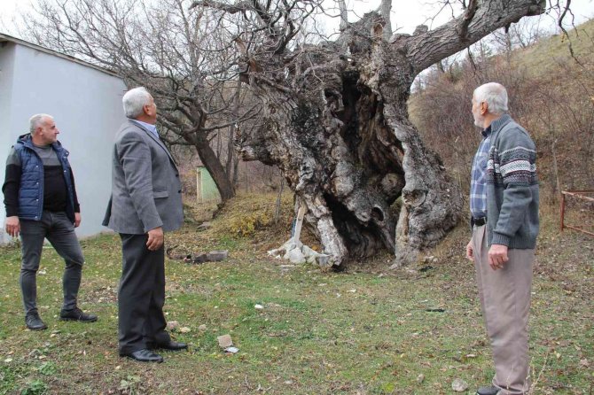 Asırlık Ceviz Ağaçları Zamana Meydan Okuyor