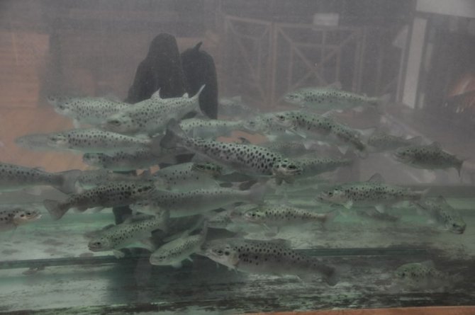 Yaban Hayatının Dondurulmuş Hali Bu Sergide