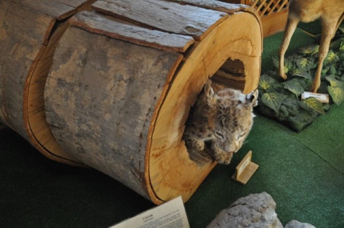 Yaban Hayatının Dondurulmuş Hali Bu Sergide