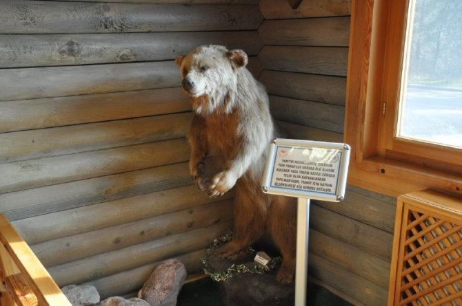 Yaban Hayatının Dondurulmuş Hali Bu Sergide