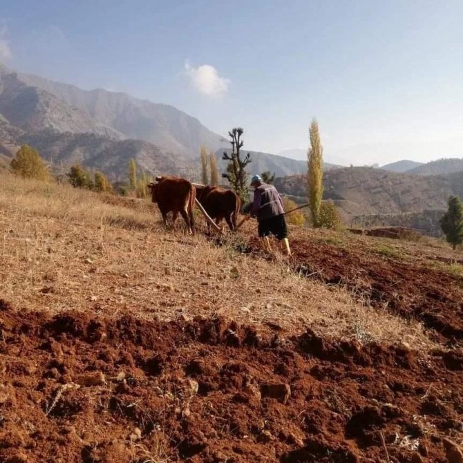 Bu Köyde Hala ’Kara Saban’ Kullanılıyor