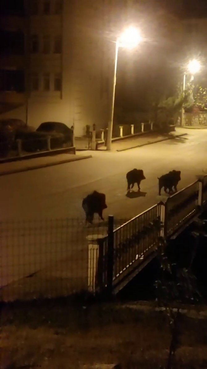 Aç Kalan Domuzlar Mahallede Yiyecek Aradı