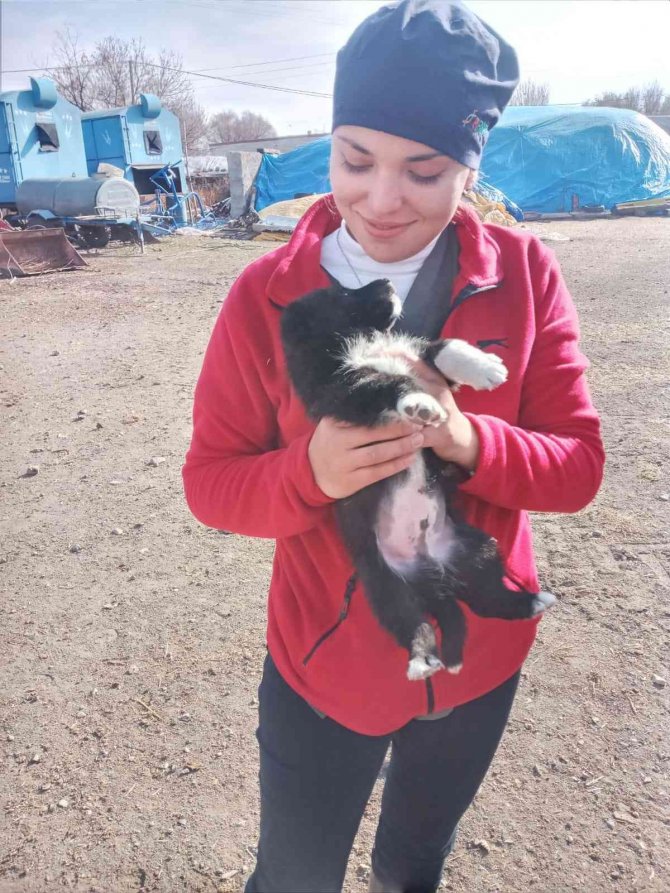 Kars’ta 21 Köyde Bin 500 Kuduz Aşısı Yapıldı