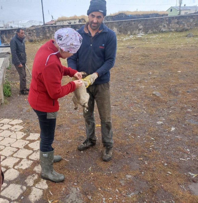 Kars’ta 21 Köyde Bin 500 Kuduz Aşısı Yapıldı