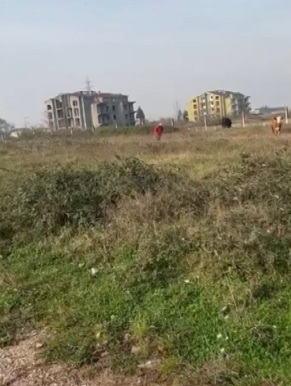 Hayvanlarını Otlatan Kadına Şok Sözler