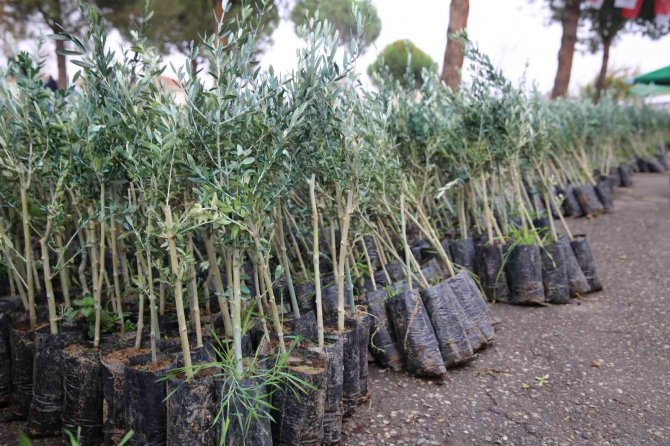 Salihli’de 6 Bin 480 Zeytin Fidanı Üreticilere Teslim Edildi