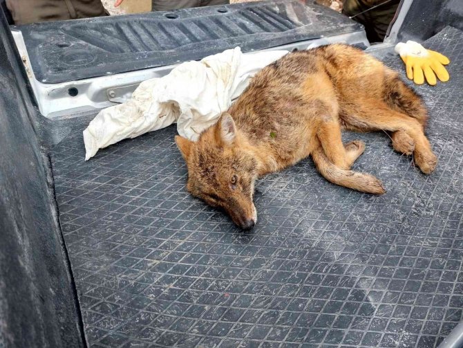 Yaralı Tilkiyi Orman İ̇şletme Müdürlüğü Ekipleri Kurtardı