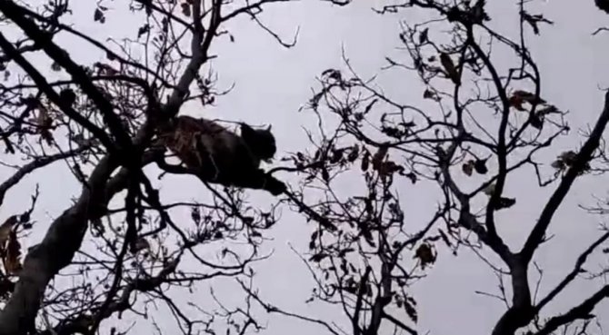 Nesli Tükenme Tehlikesi Altında Bulunan Vaşak, Köpekten Kaçıp Ağaca Tırmandı