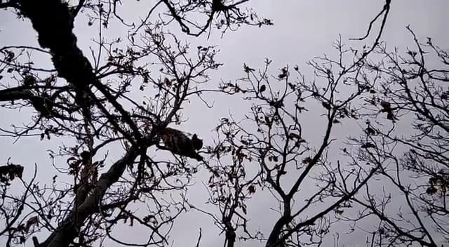 Nesli Tükenme Tehlikesi Altında Bulunan Vaşak, Köpekten Kaçıp Ağaca Tırmandı