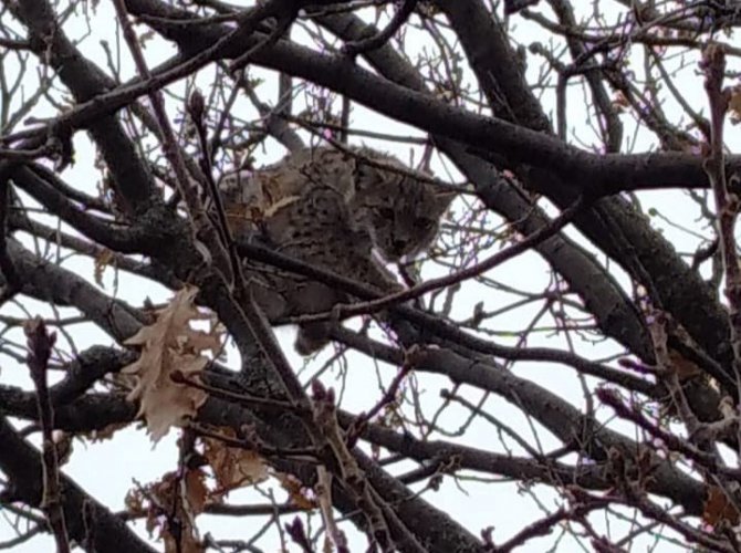 Nesli Tükenme Tehlikesi Altında Bulunan Vaşak, Köpekten Kaçıp Ağaca Tırmandı