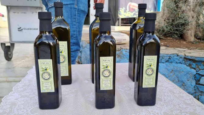 Okul Bahçesindeki Zeytin Ağaçlarının Hasadı Yapılıp Yağı Çıkarıldı