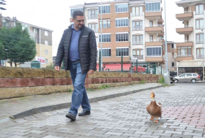 Ördeğiyle Gezen Adam: Sokakta, Parkta Bir An Olsun Sahibinin Peşini Bırakmıyor