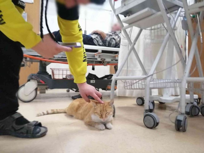 Üşüyen Kedi Geceyi Hastanenin Acilinde Geçirdi