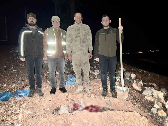 Koruma Altındaki Oklu Kirpiyi Öldüren Şahsa Ve Kaçak Avlanan 11 Kişiye Para Cezası