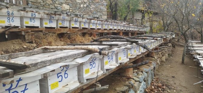 Simav’da Arıcılık Ve Arılı Kovan Tespit Çalışmaları