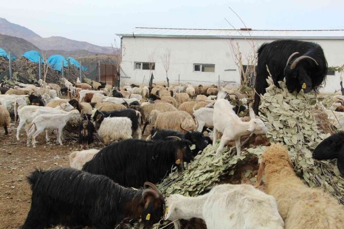 Şırnaklı Çiftçi Devletten Aldığı Destekle 680 Keçiden Günde 2 Bin 500 Litre Süt Elde Ediyor