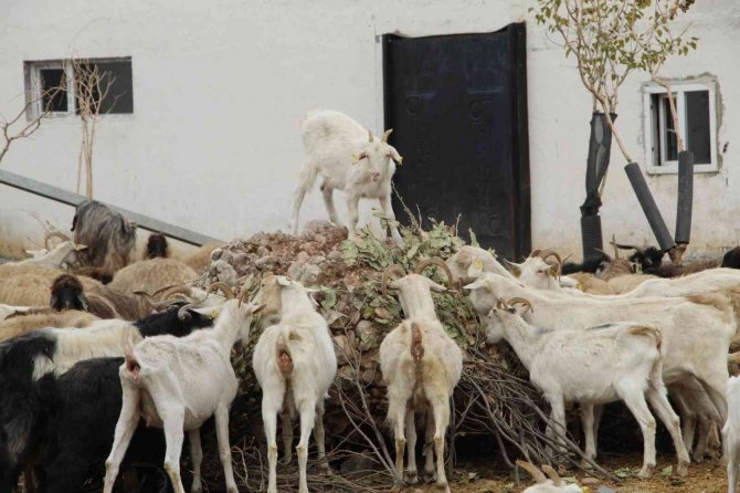 Şırnaklı Çiftçi Devletten Aldığı Destekle 680 Keçiden Günde 2 Bin 500 Litre Süt Elde Ediyor