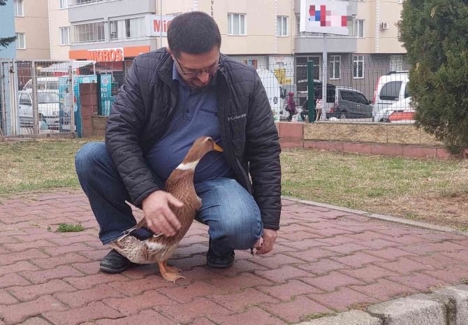 Ördeğiyle Gezen Adam: Sokakta, Parkta Bir An Olsun Sahibinin Peşini Bırakmıyor