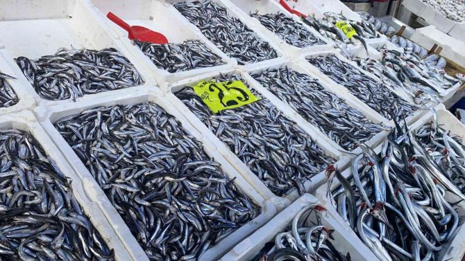 Balıkçıların Yüzü Hamsiyle Güldü