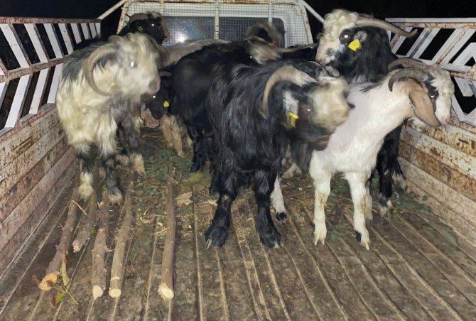 Kayıp Hayvanları Jandarma Ekipleri Bularak Sahibine Teslim Etti