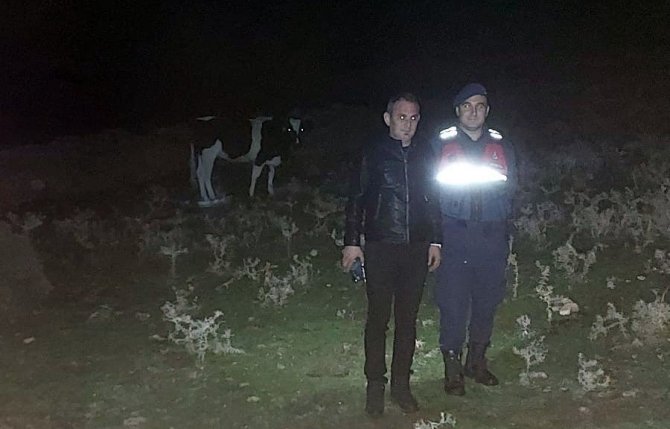 Kayıp Hayvanları Jandarma Ekipleri Bularak Sahibine Teslim Etti