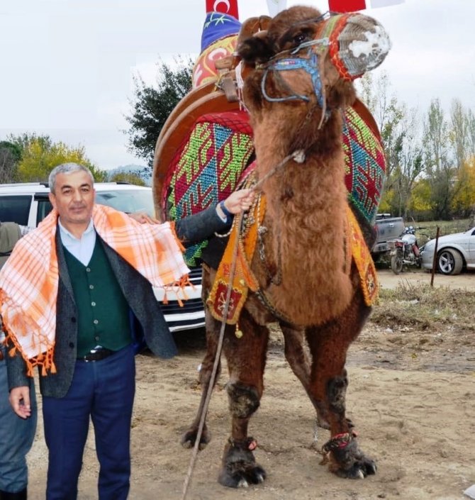Koçarlı’da Deve Güreşi Hazırlıkları Tamamlandı