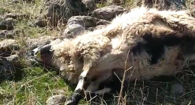 Elazığ’da Ağıla Giren Kurtlar, 53 Koyunu Telef Etti