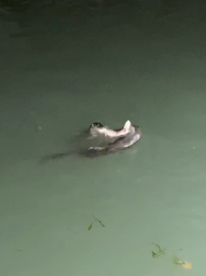 Su Samurlarının Balık Kavgası Kameraya Yansıdı