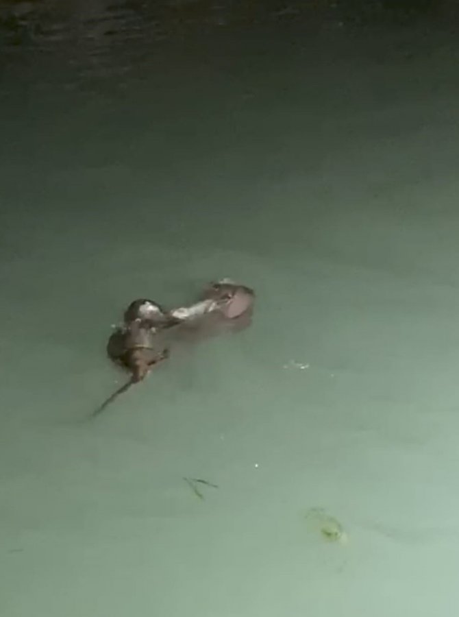 Su Samurlarının Balık Kavgası Kameraya Yansıdı