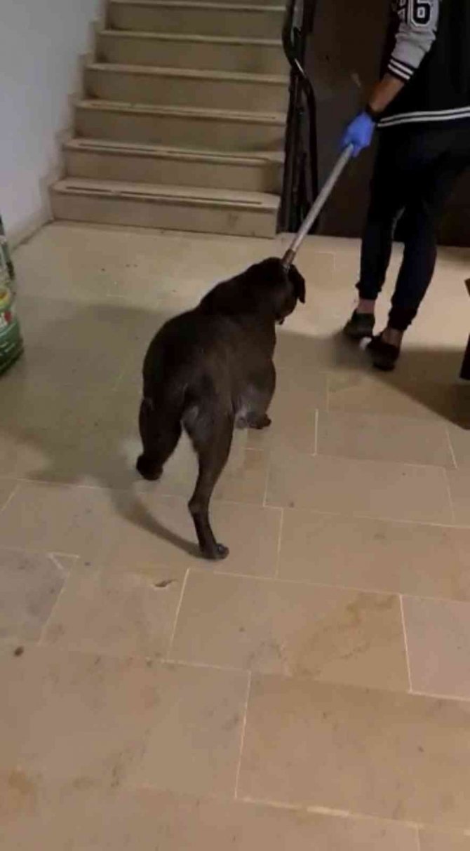 Hamile Sanılan Köpeğin Karnından Ödem Çıktı