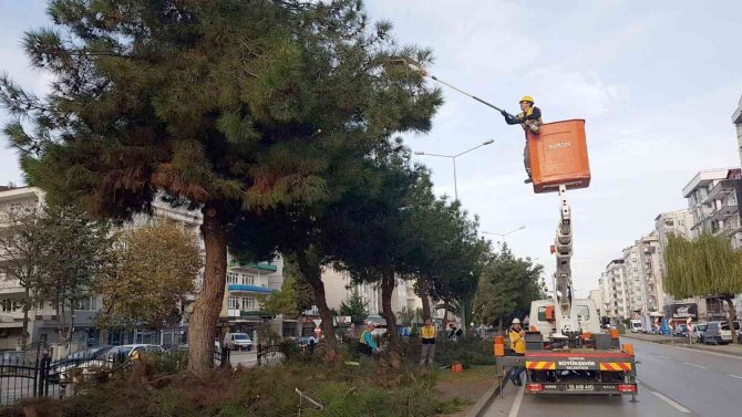Samsun’da Ağaçlara Kış Bakımı