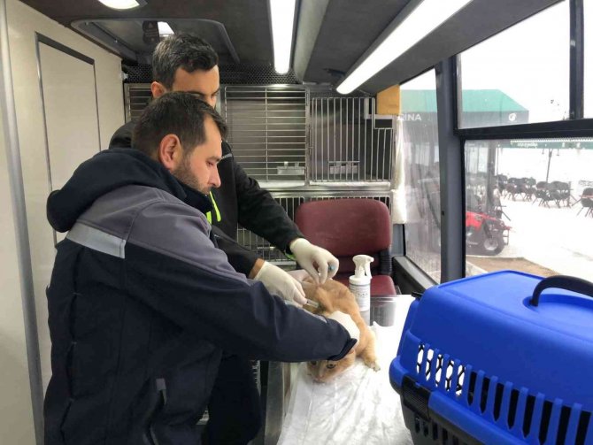 Sokak Hayvanları Vetbüs’e Emanet
