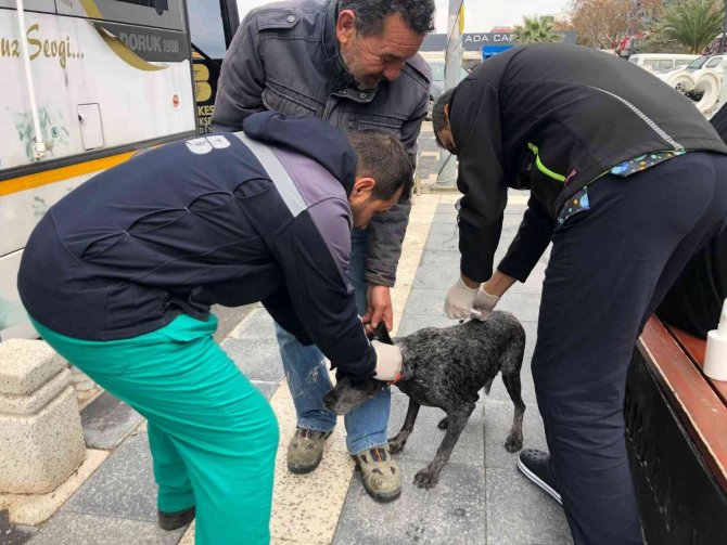 Sokak Hayvanları Vetbüs’e Emanet