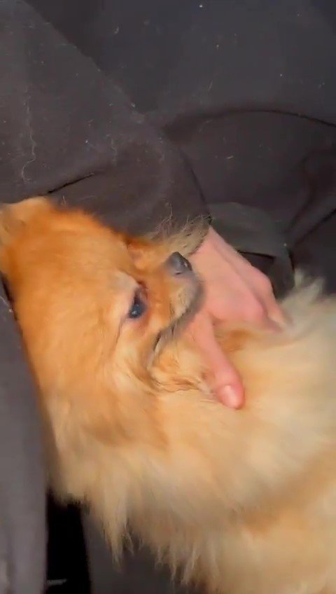 Ataşehir’de Polis, Doğum Yapan Köpeği Veterinere Yetiştirdi