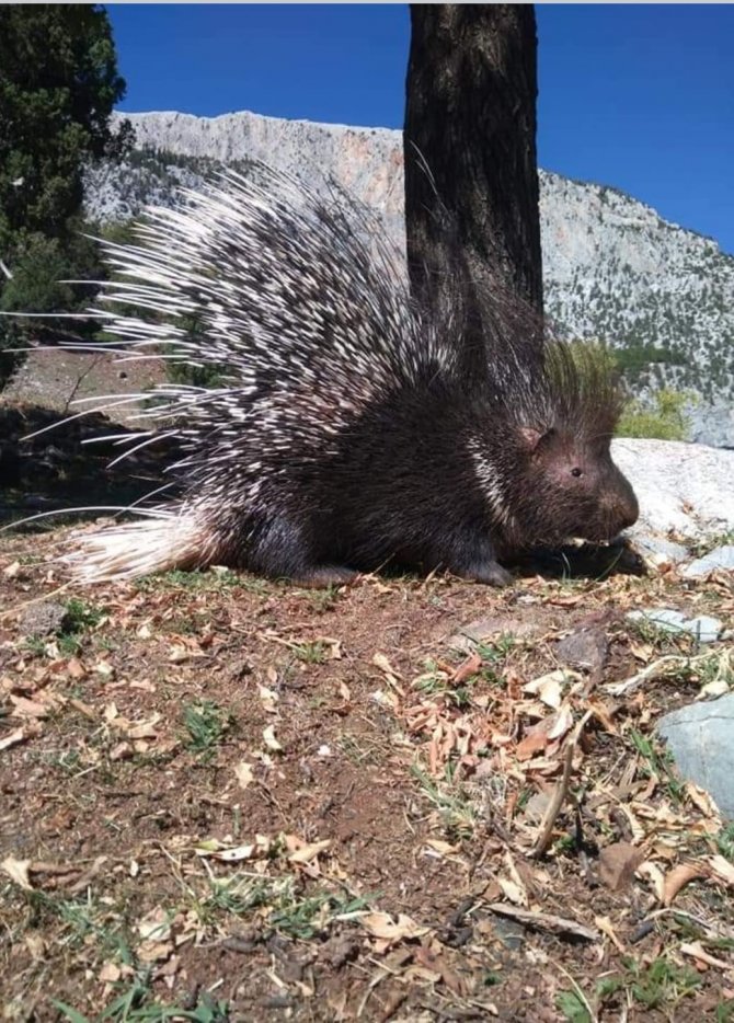 Aladağlar Milli Parkı’nda Oklu Kirpi Görüntülendi