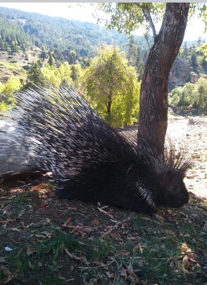 Aladağlar Milli Parkı’nda Oklu Kirpi Görüntülendi