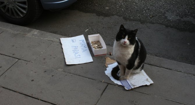 Bu Kedi Mama Parası Biriktirmek İçin Kaldırımda Bekliyor