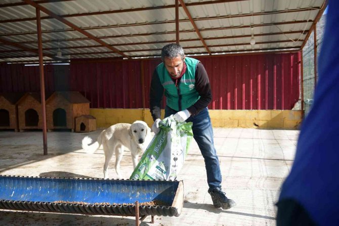 Elbistan Belediyesi Başıboş Köpekler İçin Harekete Geçti